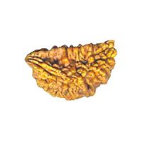 ONE MUKHI RUDRAKSHA