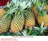 PINEAPPLE FRUIT