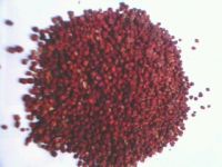 GLRIOSA SUPERBA SEED