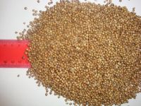 coriander seeds