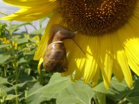 live edible snails