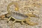 Medicinal scorpion