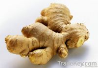 Ginger Root Extract Gingerols