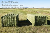 Top Quality Hay Products