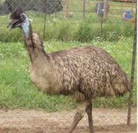 EMU Breeders and EMU Eggs