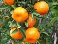 https://www.tradekey.com/product_view/Fresh-Citrus-Orange-1513172.html