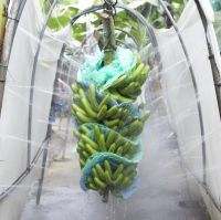 Cavendish Bananas - Organic Bananas