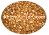 Soapnuts Shells, Soapnut Powder, Soapnut Seeds