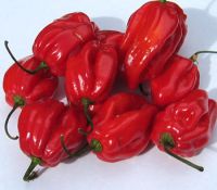 habaneros hot chilli