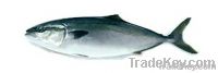 Fresh & Frozen Japanese farmed Yellowtail Product