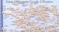 Gum Olibanum