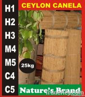 WHO CAN BE AN AGENT FOR CEYLON CINNAMON/CANELA