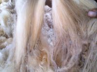 Raw merinos greasy wool