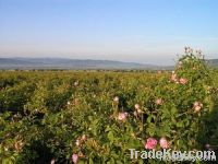 Rose Water Bulgarian