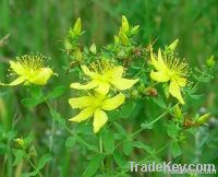 Organic St John's Wort Oil