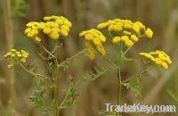 Organic Tansy Oil