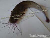 Offer China Frozen Catfish (Clarias fuscus)