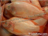Offer Frozen Red Tilapia Fish (Oreochromis Niloticus)