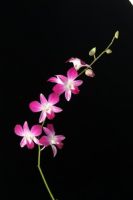 Orchid Cut Flowers