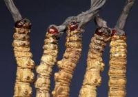 Cordyceps Sinensis, Dong Chong xia cao, Chong Cao, Tan cao