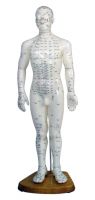 Acupuncture model 50cm male