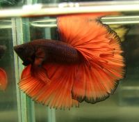 Live Bettas Halfmoon