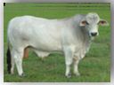 Brahman