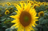 Refined Sunflower oil