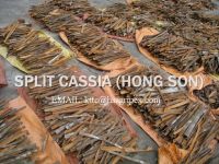SELL CASSIA ALL KINDS from viet nam