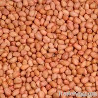 Bulk Raw Peanuts