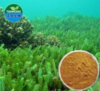 Organic Kelp Extract