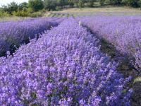 Pure, natural Bulgarian Lavender waterl