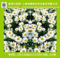 Offer Natural Pyrethrum Refined Extract