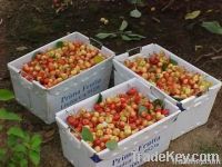 vegetable boxes