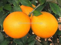 China navel orange