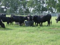 Feeder Cattle for sale