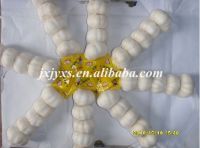 https://www.tradekey.com/product_view/2010-China-Super-Pure-White-Garlic-1561916.html