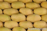 Sindhri Mango Pakistani Mango