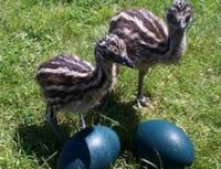 EMU EGGS