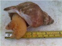 whole frozen whelk