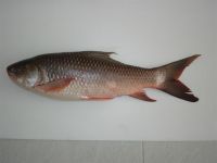 Rohu Fish Belly, Back Gutted