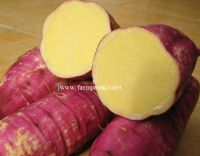 yellow sweet potato