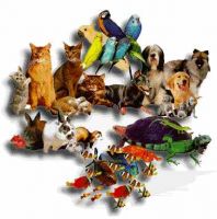 Puppies, Kitten, Birds, & Other Pets, Fishes, Aquarium, food, accessory