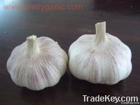 normal/regular white garlic