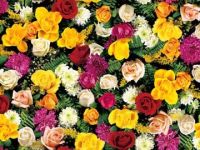 Printed Pvc Table Cloth : 230