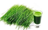 Barley Grass  Extract