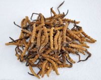 Natural Cordyceps Sinensis!