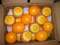 Fresh Navel Orange