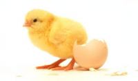 Day Old Chicks