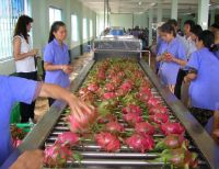 fresh dragon fruit